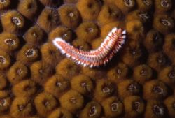 A bristle worm engages the wall off Little Cayman by Jerry Hamberg 